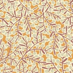 coastal wattle ochre