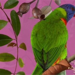 australian forest amidst the gums berry detail