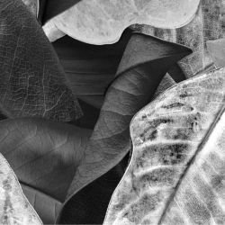 australian forest autumn leaves monochrome detail