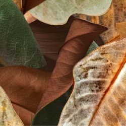 australian forest autumn leaves original detail