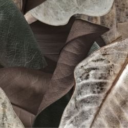 australian forest autumn leaves sepia detail