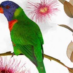 australian forest beaks and blooms bright detail