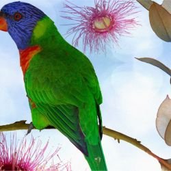 australian forest beaks and blooms cloudy detail