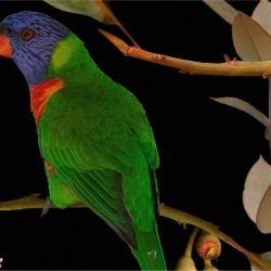 australian forest beaks and blooms dark detail