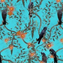 australian forest black cockatoos aqua