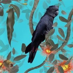 australian forest black cockatoos aqua detail