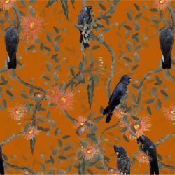 australian forest black cockatoos blood orange