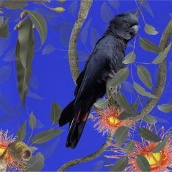 australian forest black cockatoos blue detail