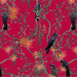 australian forest black cockatoos crimson