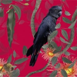 australian forest black cockatoos crimson detail