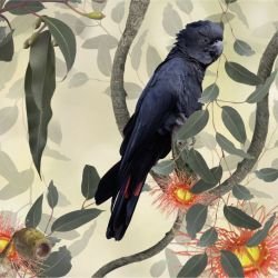 australian forest black cockatoos lemon detail