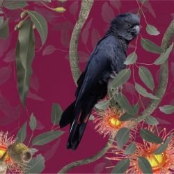 australian forest black cockatoos berry detail