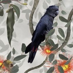 australian forest black cockatoos sand detail