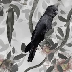 australian forest black cockatoos sepia detail