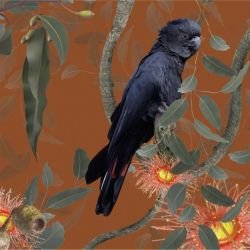 australian forest black cockatoos terracotta detail