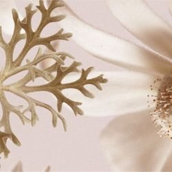 australian forest flannel flowers small autumn detail