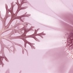 australian forest flannel flowers small pink detail