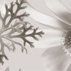 australian forest flannel flowers small sepia detail