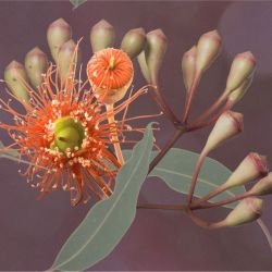 australian forest simple pleasures dark berry detail