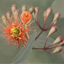 australian forest simple pleasures sage detail