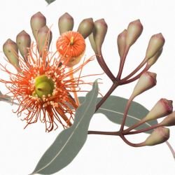 australian forest simple pleasures white detail