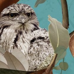 australian forest tawney love aqua detail