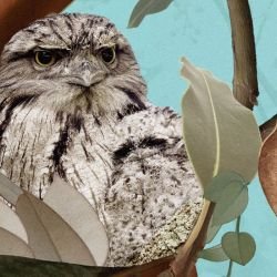 australian forest tawney love aquatic detail