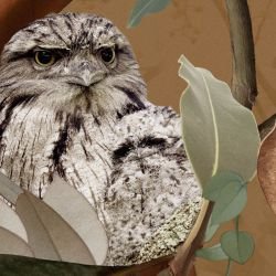 australian forest tawney love cinnamon detail