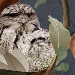 australian forest tawney love midnight detail