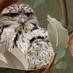 australian forest tawney love sage detail