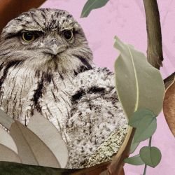 australian forest tawney love soft pink detail