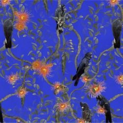 australian forest black cockatoos blue