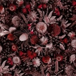 australian forest crimson and sage ruby