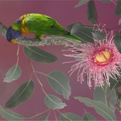 australian forest birdland mural berry detail