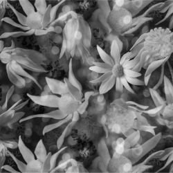 australian forest flannel fairies bw