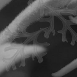 australian forest flannel fairies bw detail