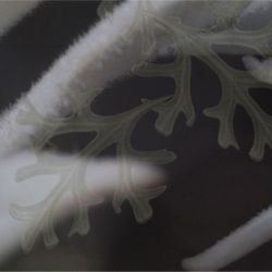 australian forest flannel fairies green detail