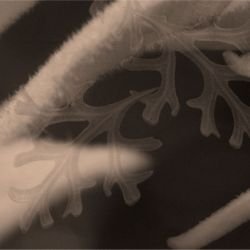 australian forest flannel fairies sepia detail