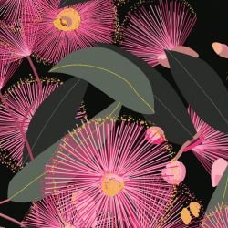 australian botanical gum blossom pink on black detail