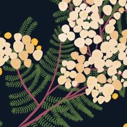 australian botanical wattle cream original detail