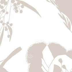 australian botanical wildflower shape white taupe detail