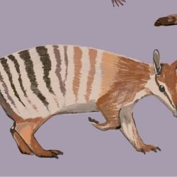 native fauna numbat and friends lilac detail
