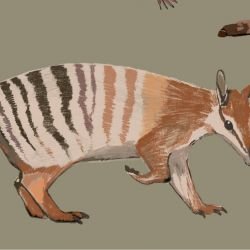 native fauna numbat and friends olive detail