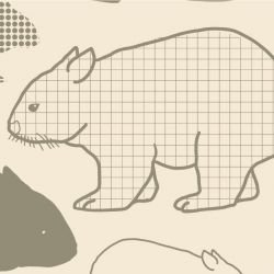 native fauna wombats olive detail