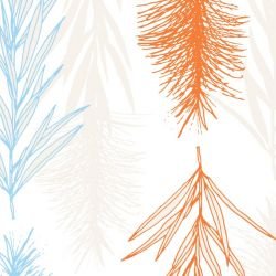 floral waves native hakea meadow detail