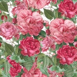 enchanted garden edens garden rose 