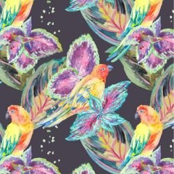 animalplanet rainbow birds