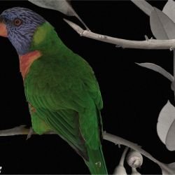 australian forest beaks and blooms sepia dark detail