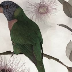 australian forest beaks and blooms sepia light detail