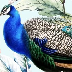 jungle chic eden sky